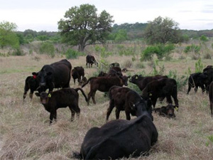 Windy Bar Ranch