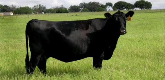 Windy Bar Ranch - Certified Angus Beef